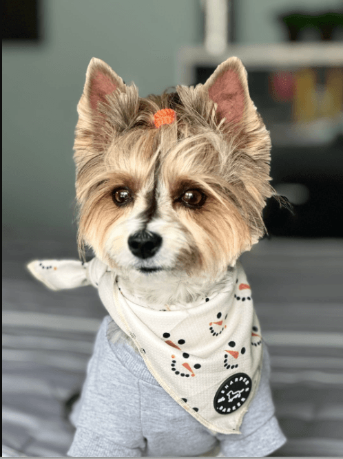 Bandana - Frosty - Sharper Barker
