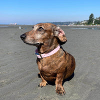 Waterproof Dog Collar - Pink - Sharper Barker