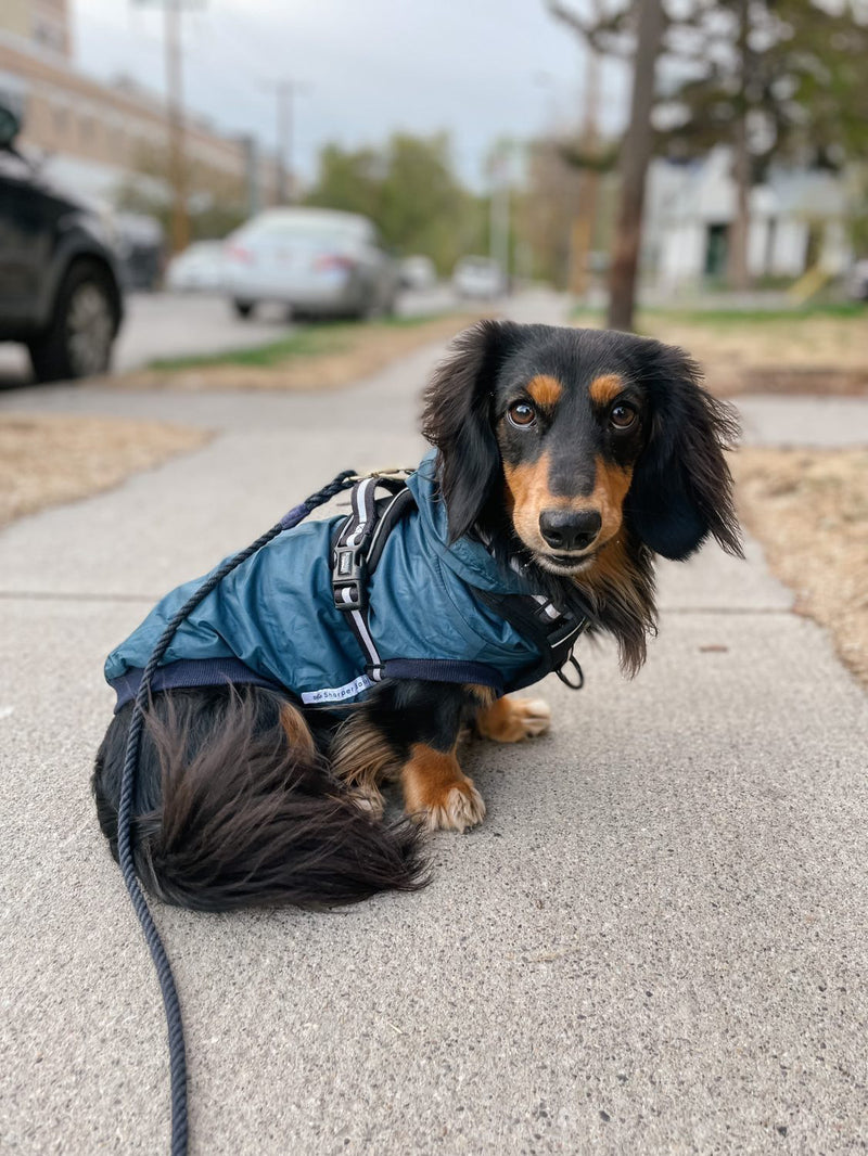 Cozy Water Repellent Dog Jacket - Midnight