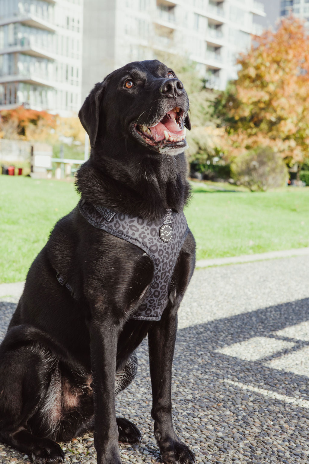 Adjustable Harness - Black Leopard