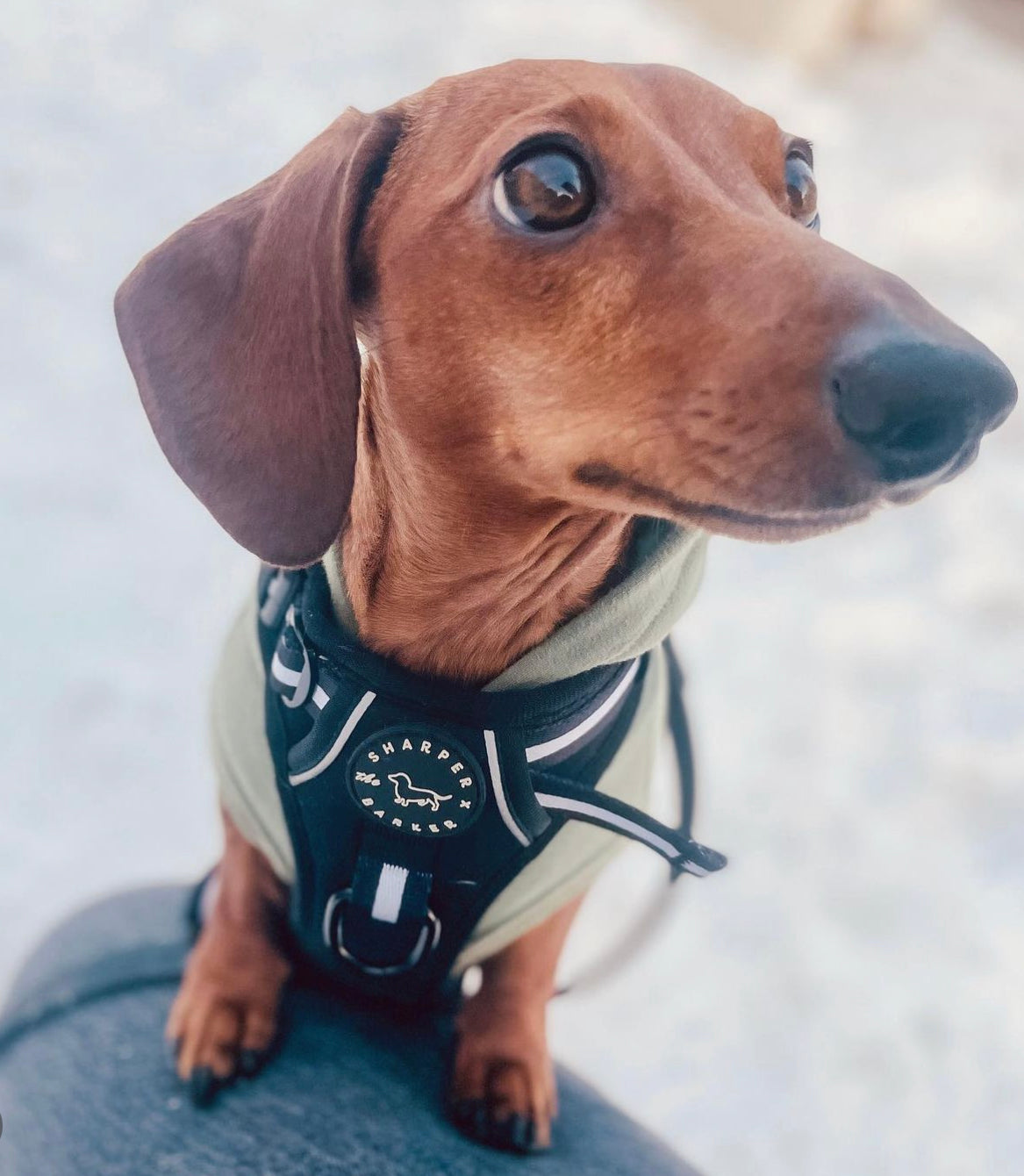 Adventure Harness - Black