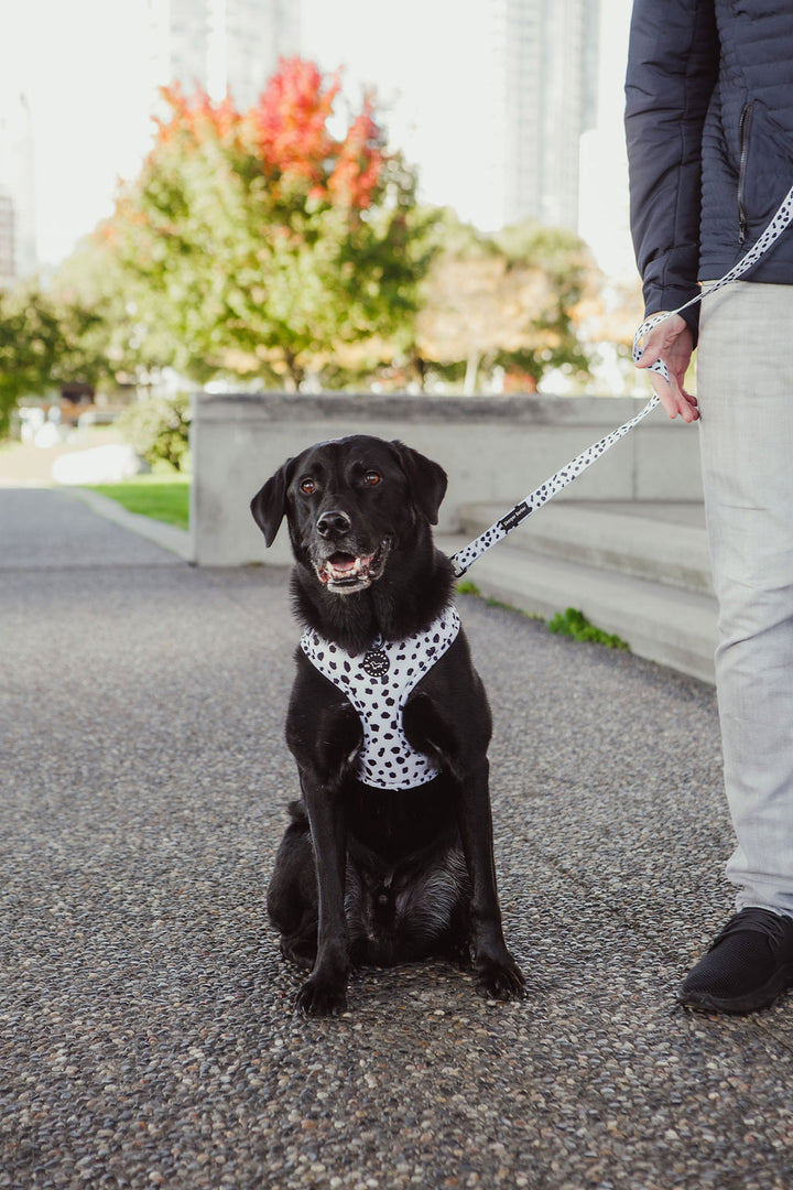 Adjustable Harness - Lucky