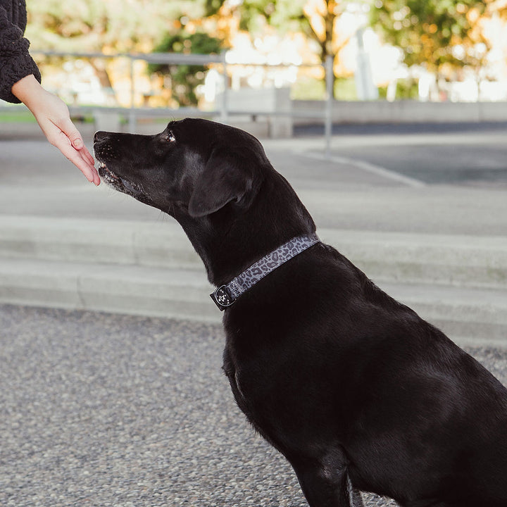 Comfort Collar - Black Leopard