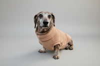 dachshund wearing brown fleece sweater