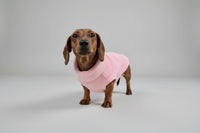 Dachshund wearing a pink sweater standing on a wooden deck with a natural background.