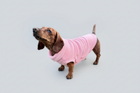 Small dog wearing a pink sweater on a light gray background