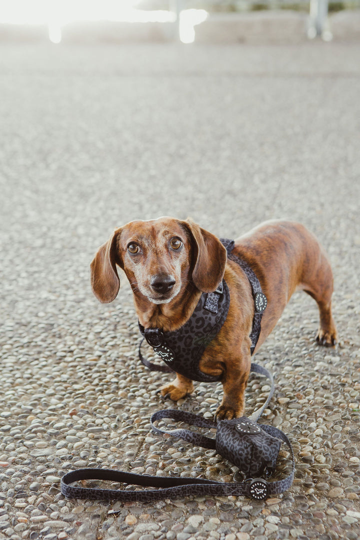 Comfort Handle Dog Leash - Black Leopard