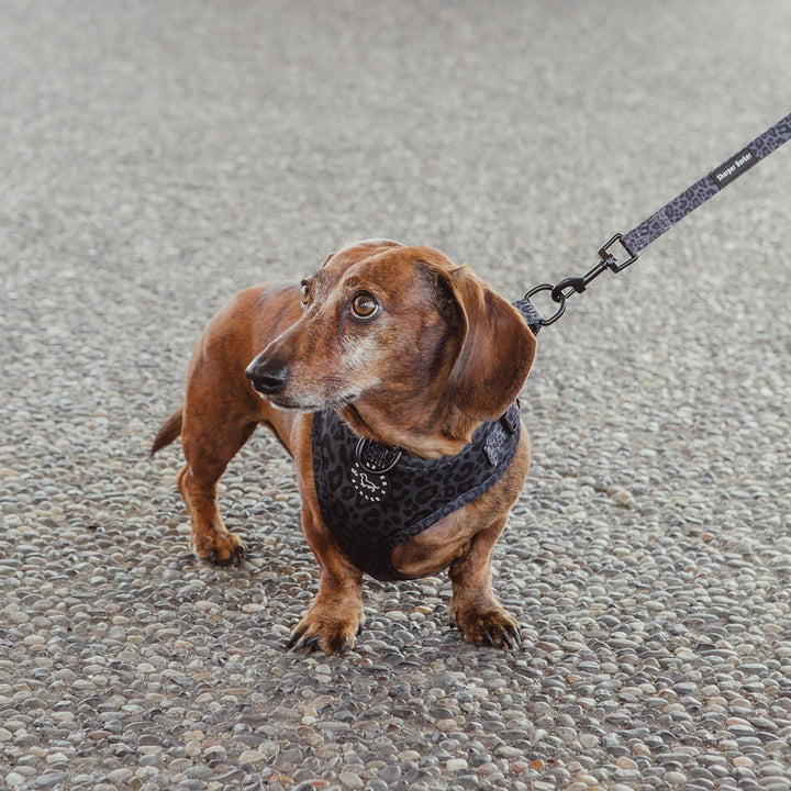 Comfort Handle Dog Leash - Black Leopard