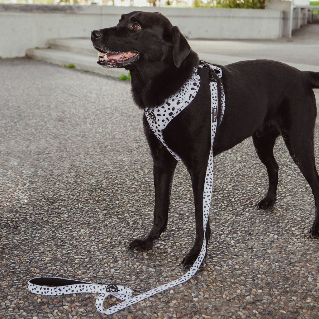 Comfort Handle Dog Leash - Lucky Dalmatian Print