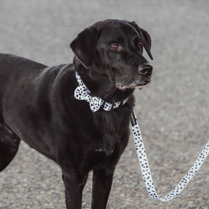 Comfort Handle Dog Leash - Lucky Dalmatian Print