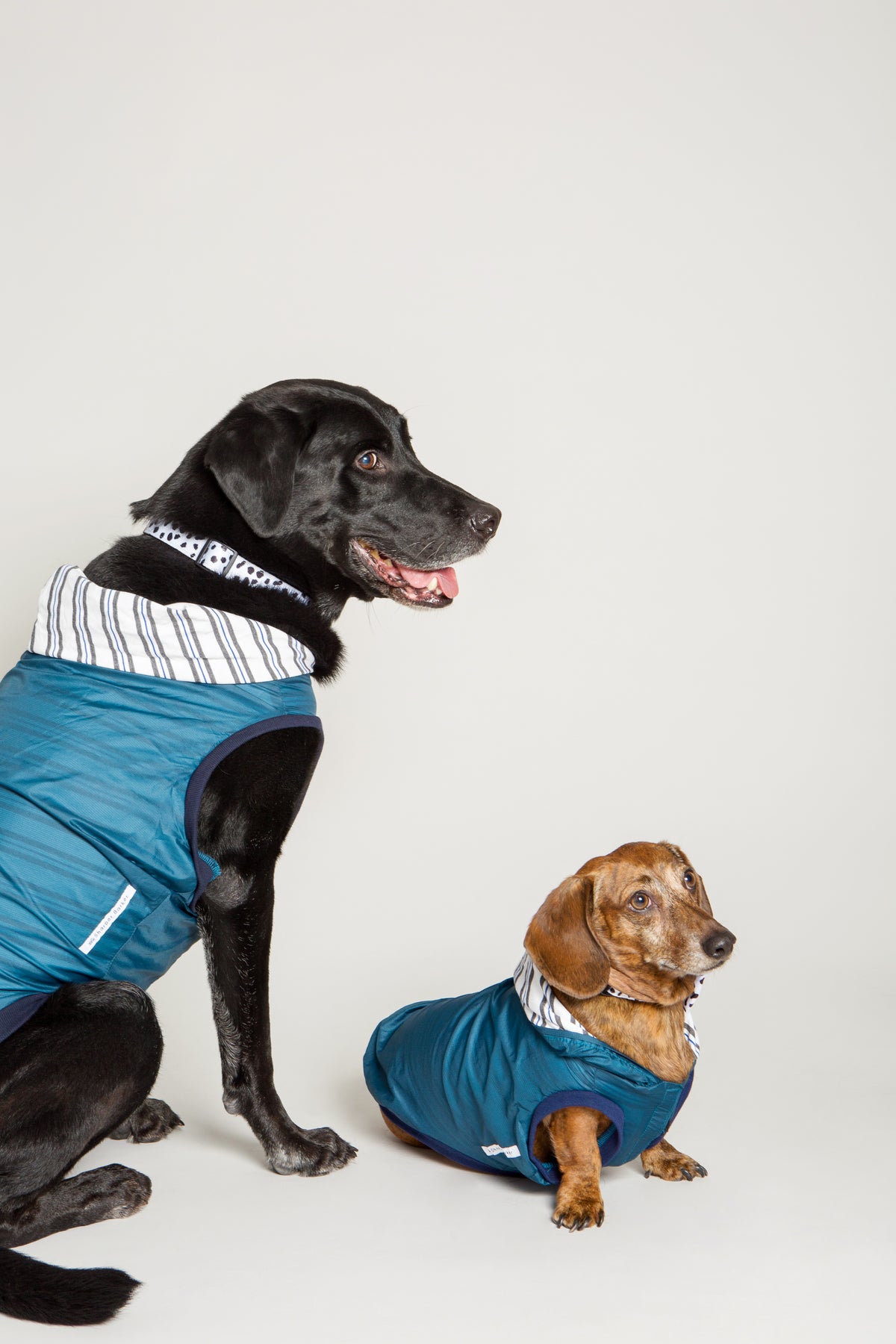 Cozy Water Repellent Dog Jacket - Midnight